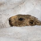 Murmeltier im Schnee