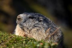 Murmeltier im Sonnenlicht