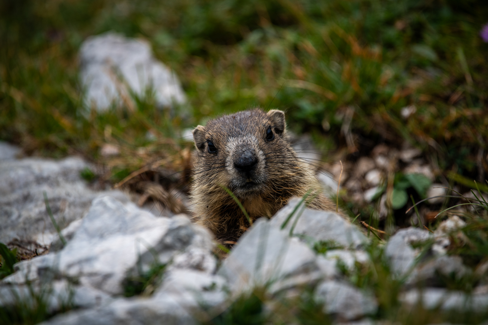 Murmeltier im Wettersteingebirge