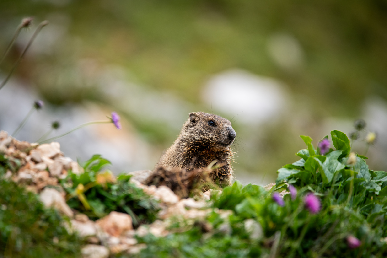 Murmeltier im Wettersteingebirge