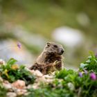 Murmeltier im Wettersteingebirge