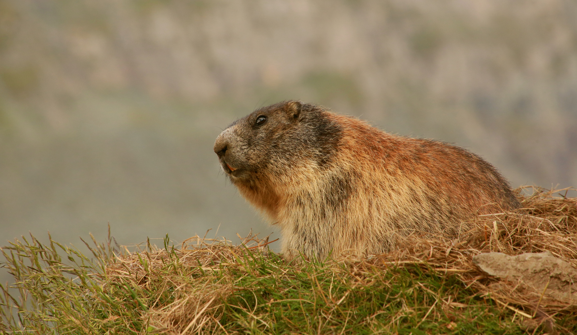 Murmeltier in den hohen Tauern