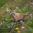 Murmeltier in der Blumenwiese