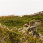 Murmeltier in Freier Natur 