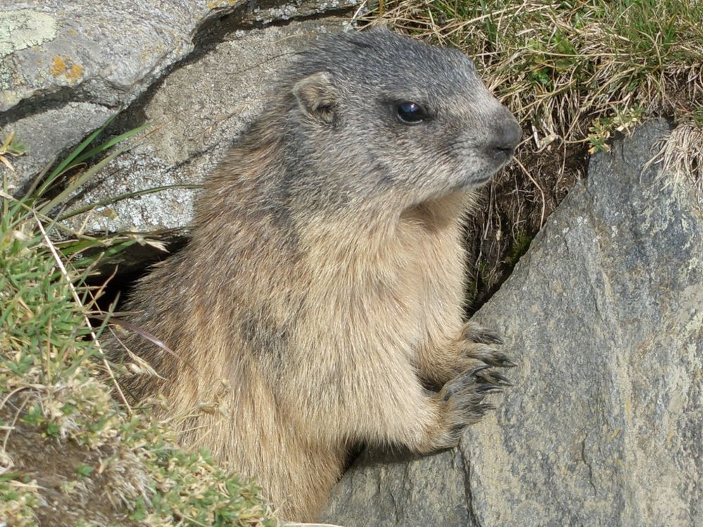 Murmeltier in Südtirol Foto & Bild | tiere, natur Bilder auf fotocommunity