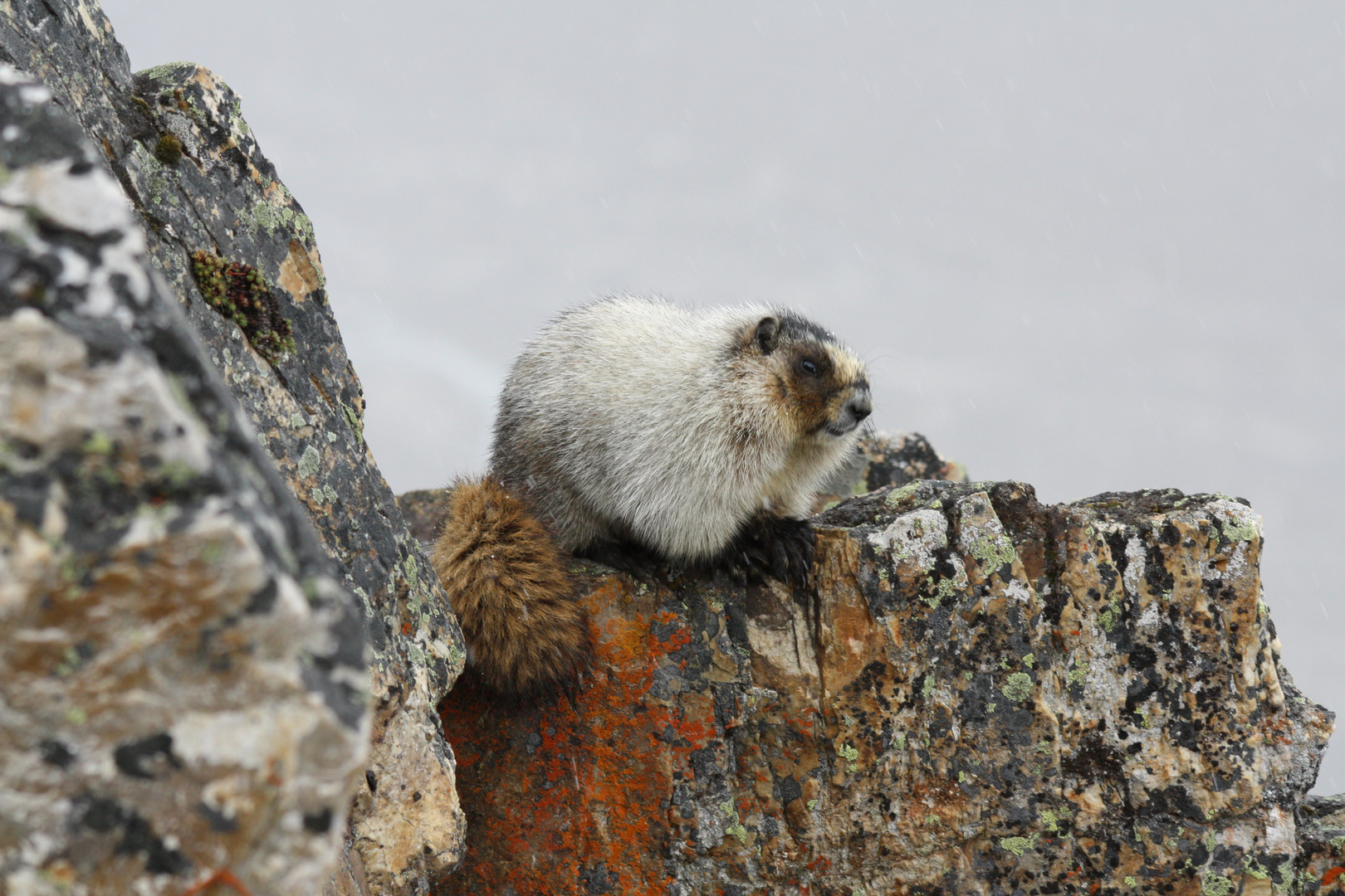 Murmeltier / Marmot