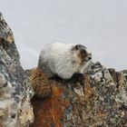 Murmeltier / Marmot