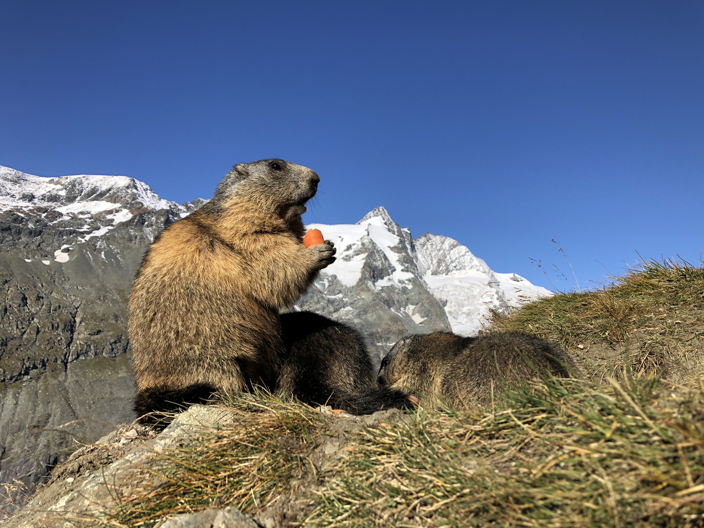 Murmeltier - Marmot - Marmotte - Mormota