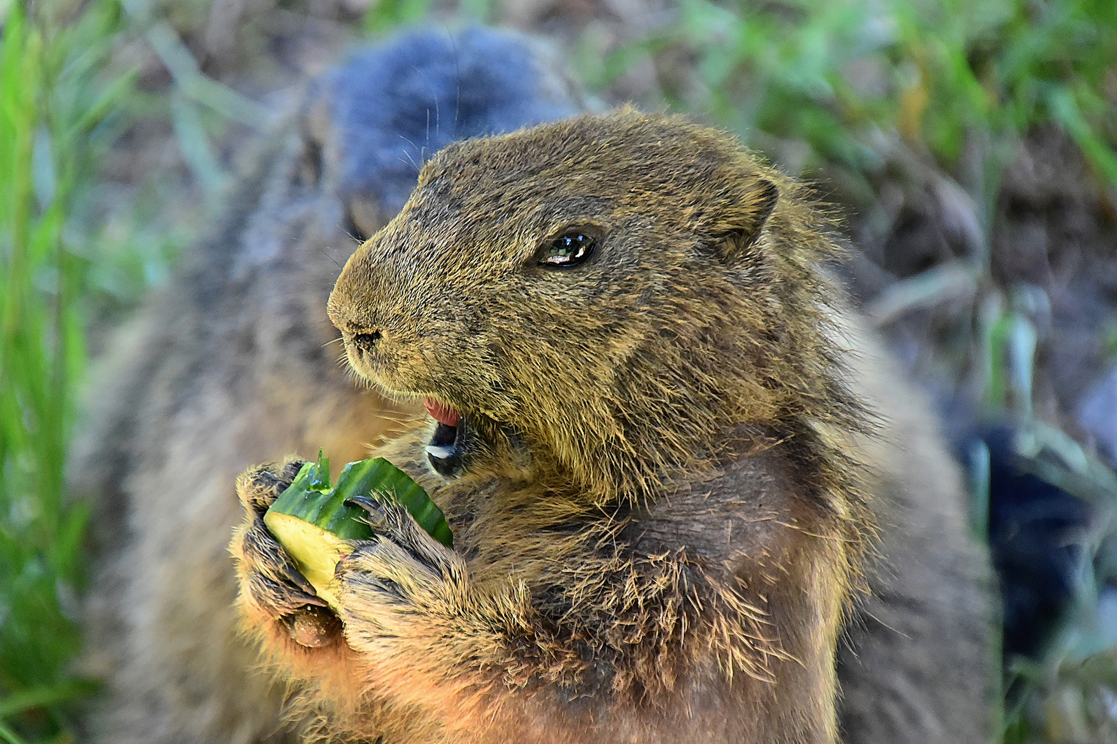 Murmeltier (Marmota)