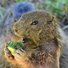 Murmeltier (Marmota)