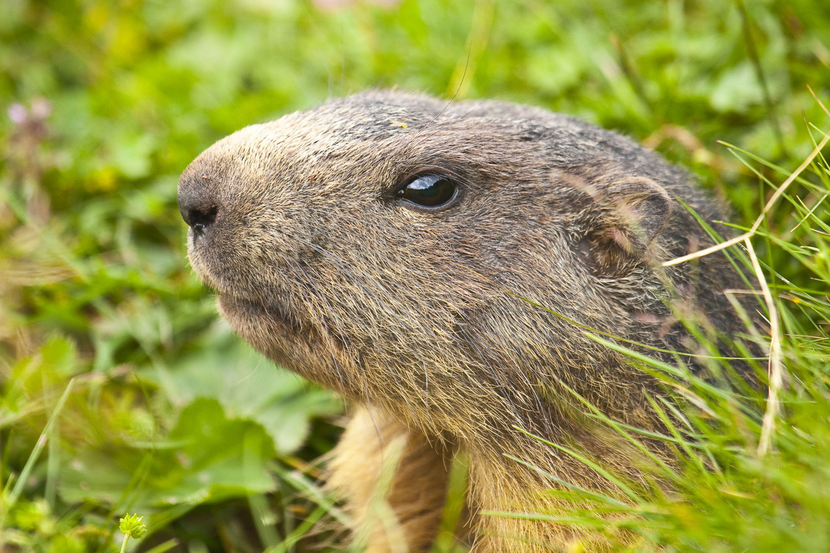 Murmeltier / Marmota marmota