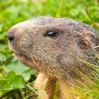 Murmeltier / Marmota marmota