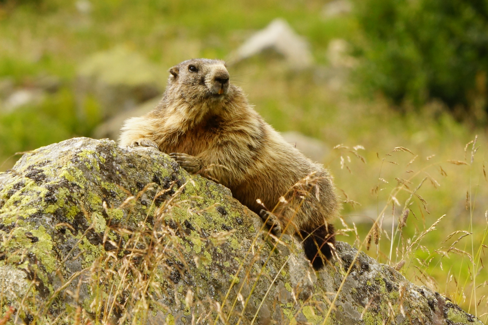 Murmeltier - Marmota marmota