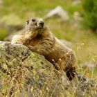 Murmeltier - Marmota marmota