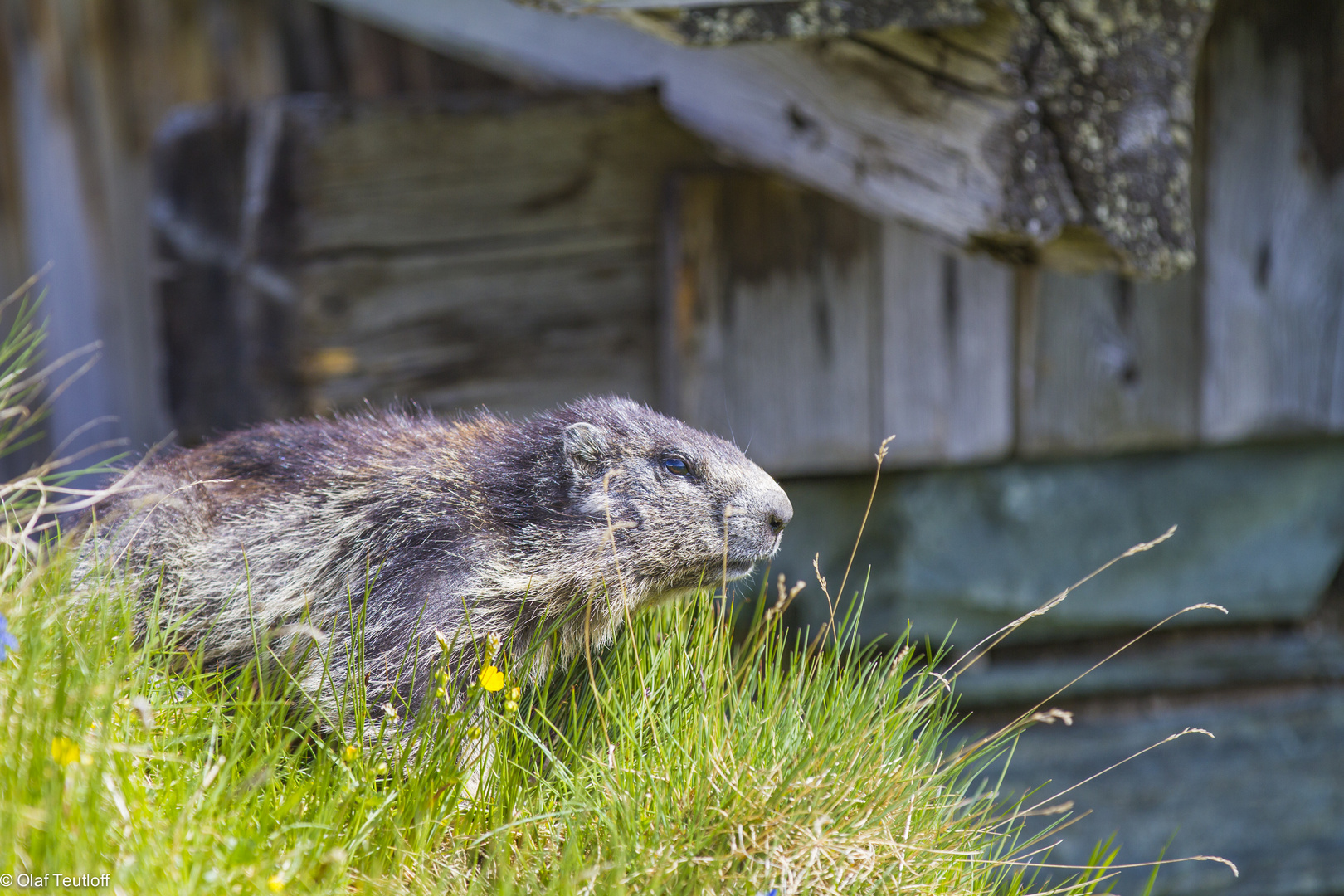 Murmeltier (Marmota marmota, adult) IMG_2999