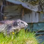 Murmeltier (Marmota marmota, adult) IMG_2999
