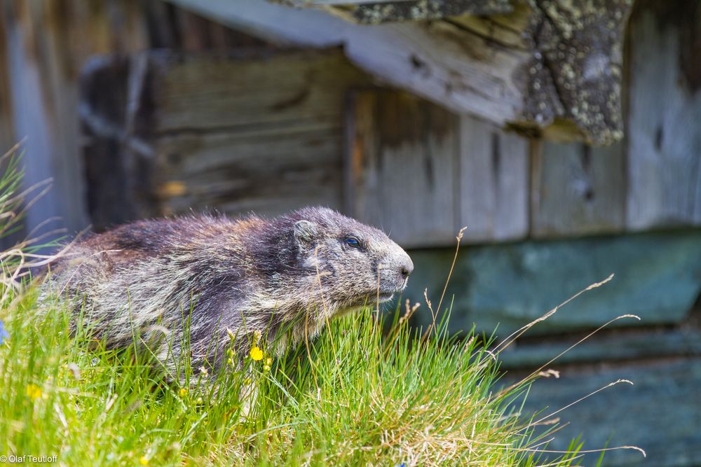 Murmeltier (Marmota marmota, adult) IMG_2999