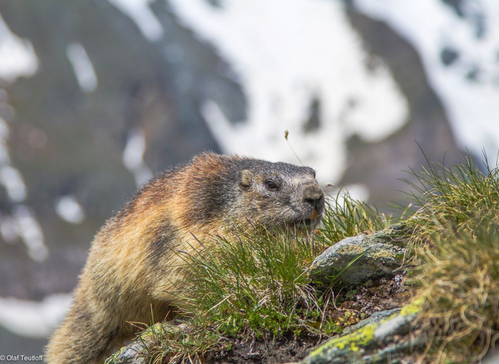 Murmeltier (Marmota marmota, adult) IMG_3098