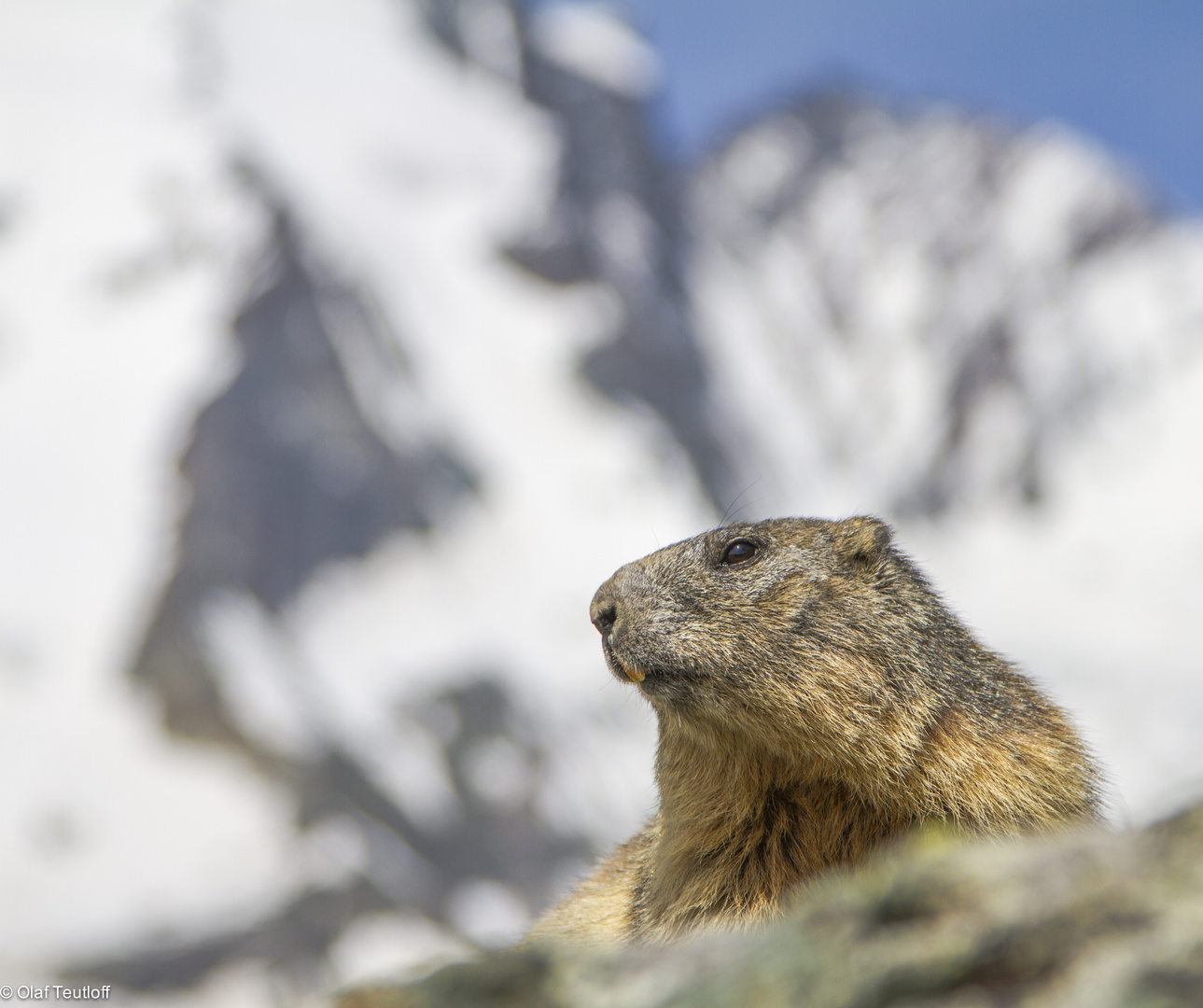 Murmeltier (Marmota marmota) IMG_3109