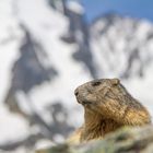 Murmeltier (Marmota marmota) IMG_3109