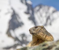 Murmeltier (Marmota marmota) IMG_3109