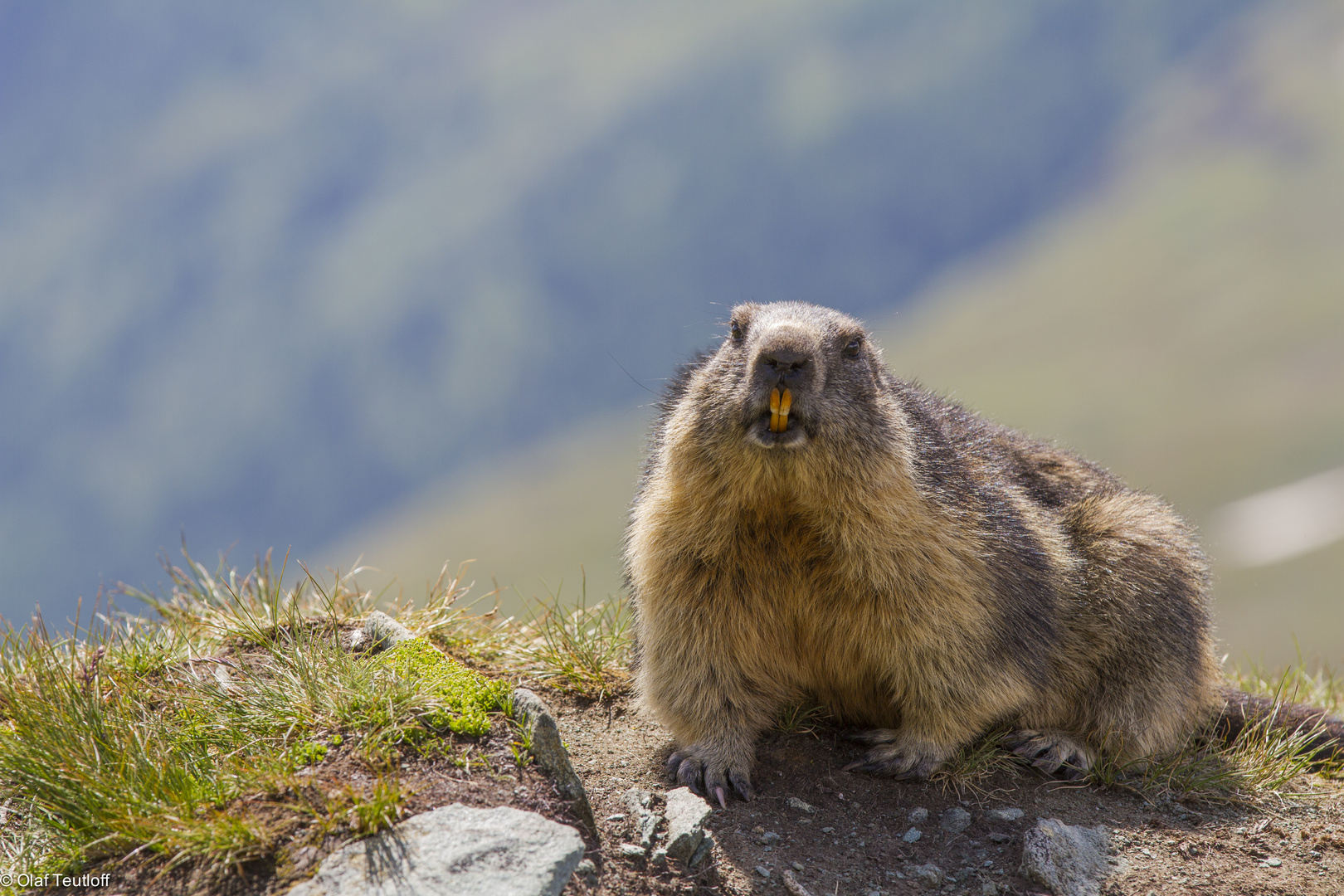 Murmeltier (Marmota marmota) IMG_3165