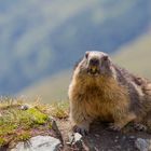 Murmeltier (Marmota marmota) IMG_3165