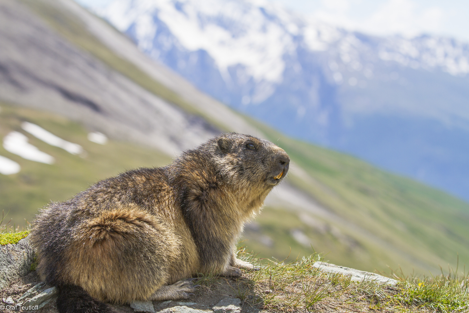 Murmeltier (Marmota marmota) IMG_3350