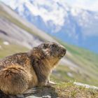 Murmeltier (Marmota marmota) IMG_3350