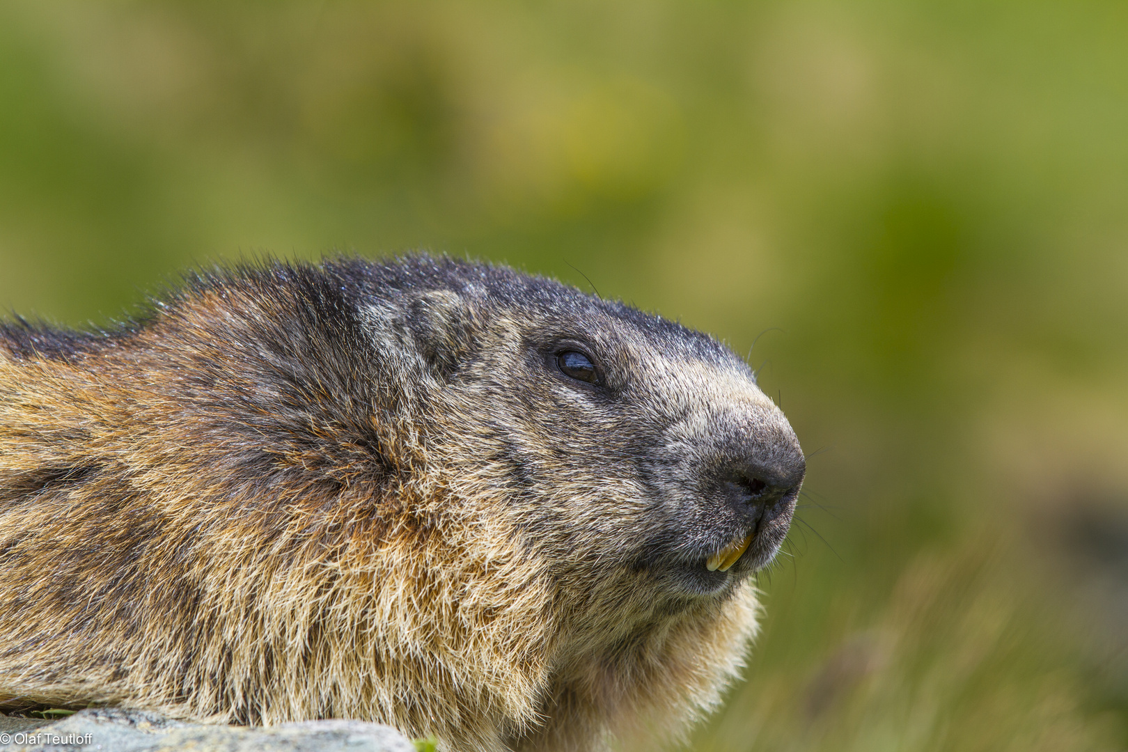 Murmeltier (Marmota marmota) IMG_3406