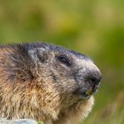 Murmeltier (Marmota marmota) IMG_3406