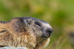 Murmeltier (Marmota marmota) IMG_3406