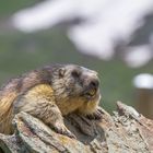 Murmeltier (Marmota marmota) IMG_3427