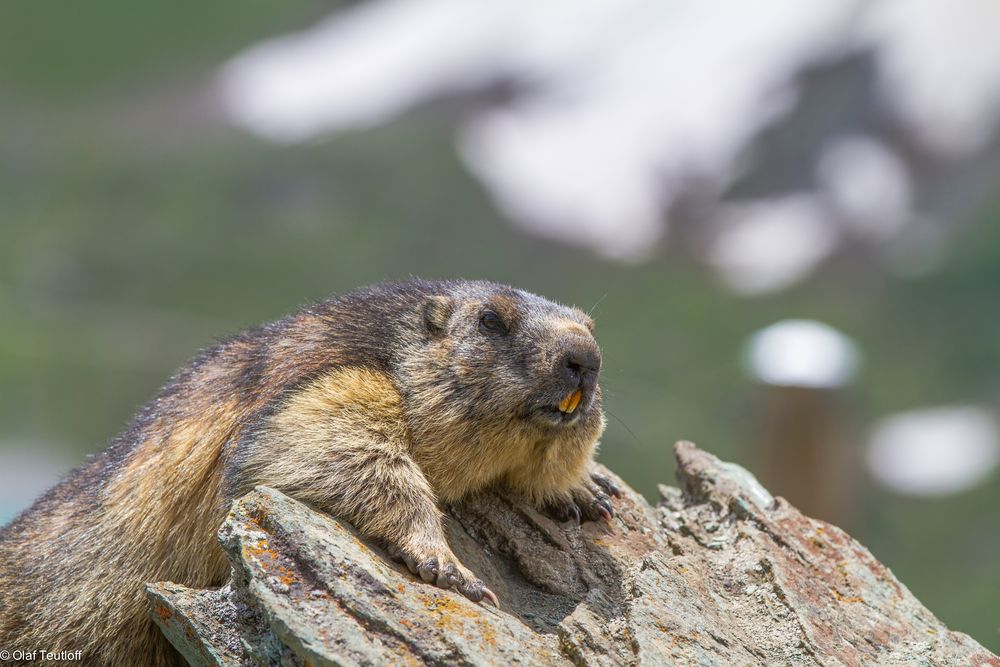Murmeltier (Marmota marmota) IMG_3427