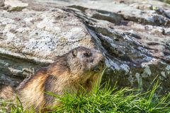 Murmeltier (Marmota marmota) IMG_3645