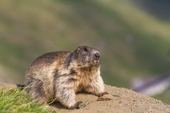 Murmeltier (Marmota marmota) IMG_3688