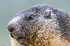 Murmeltier (Marmota marmota) IMG_3908