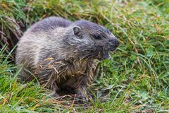 Murmeltier (Marmota marmota) IMG_3951