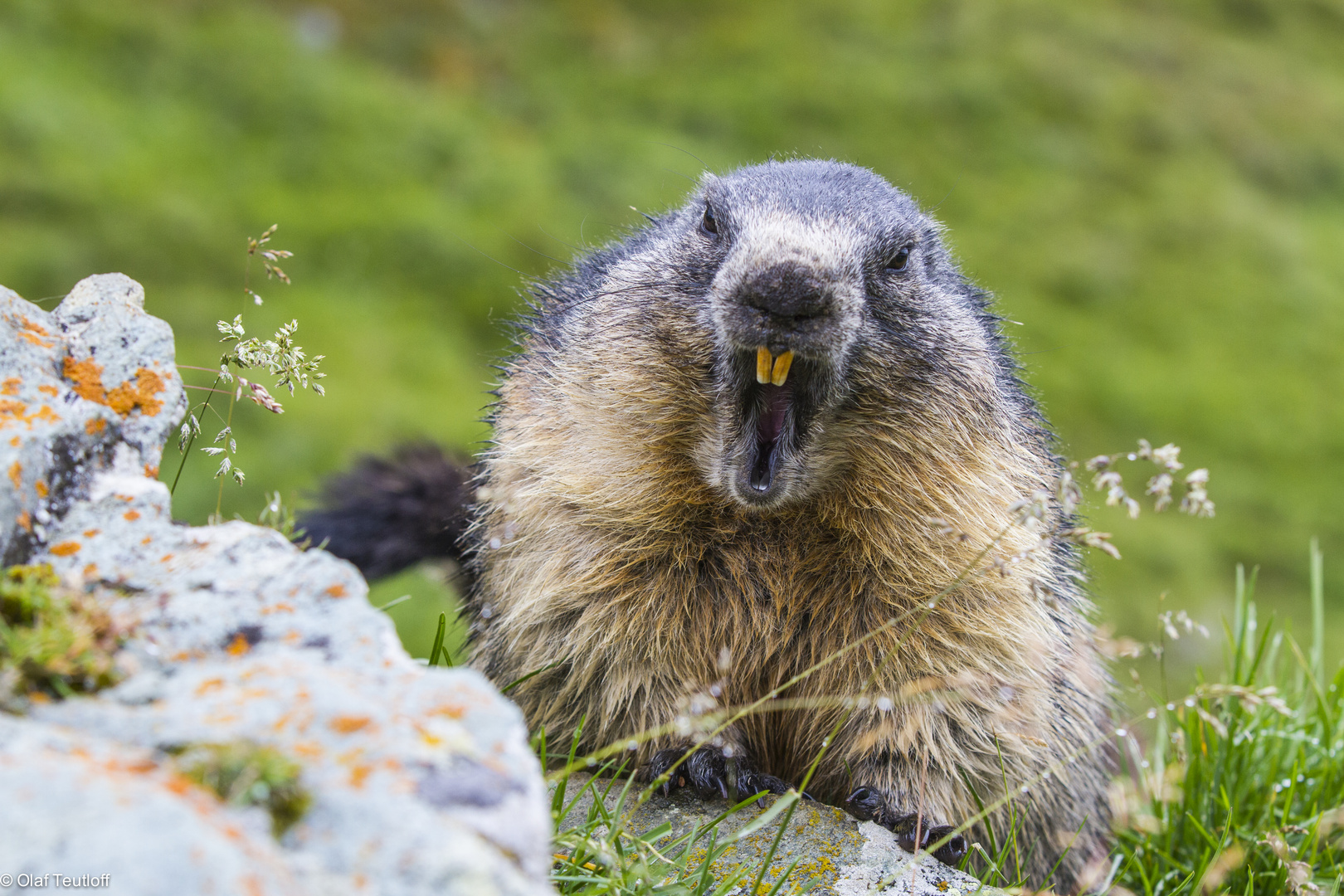 Murmeltier (Marmota marmota) IMG_4044