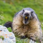 Murmeltier (Marmota marmota) IMG_4044