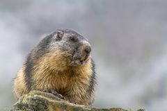 Murmeltier (Marmota marmota) IMG_4086