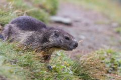 Murmeltier (Marmota marmota) IMG_4269