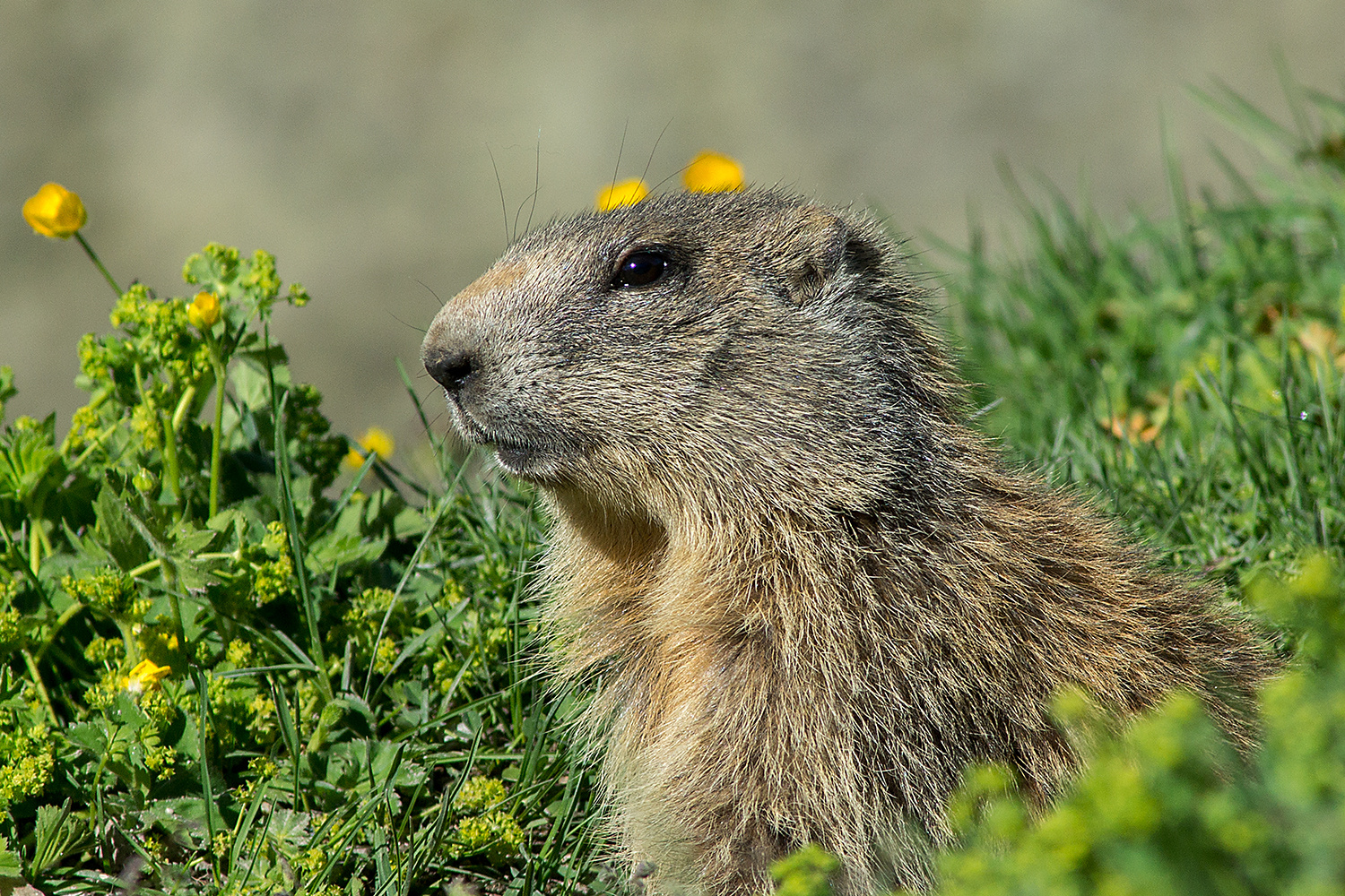 Murmeltier mit Blumen Dekoration :-) Foto & Bild | tiere ...
