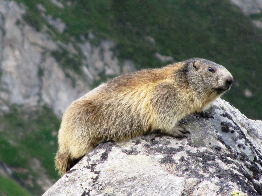 Murmeltier (Oberalppass)