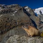 Murmeltier und die Berge