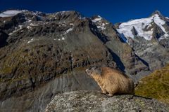 Murmeltier und die Berge