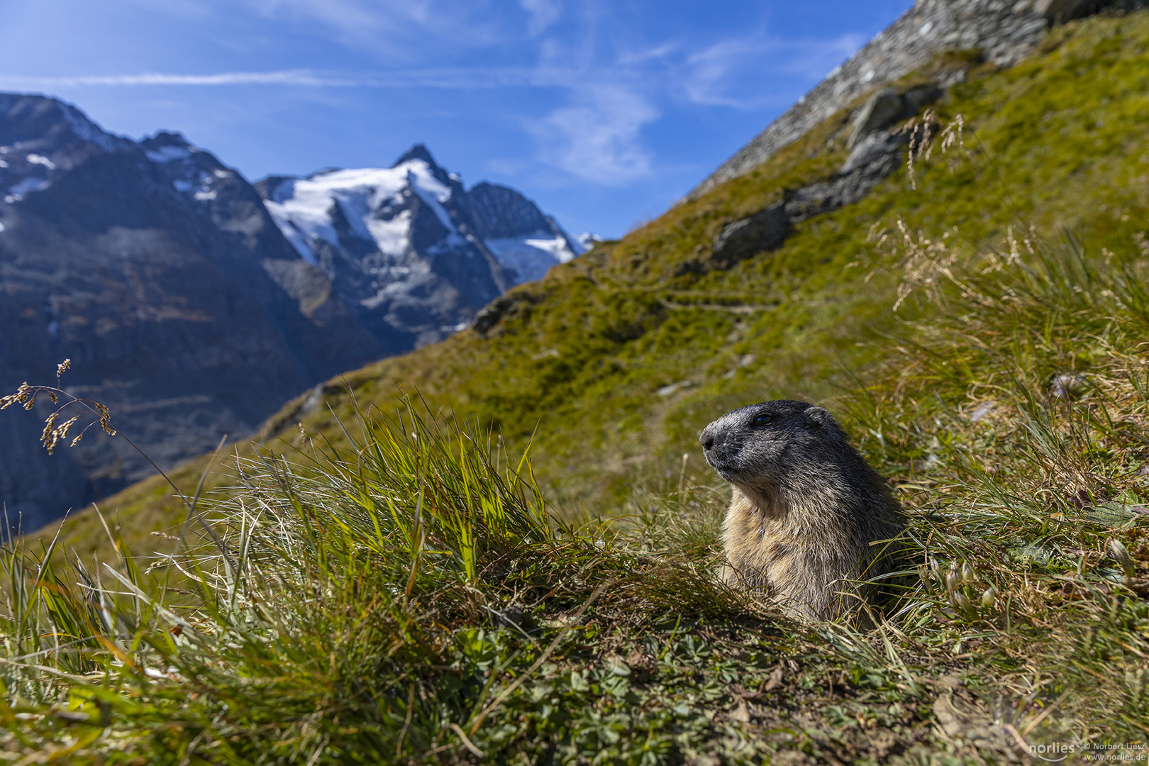 Murmeltier und Großglockner