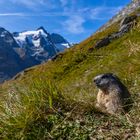 Murmeltier und Großglockner