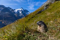 Murmeltier und Großglockner