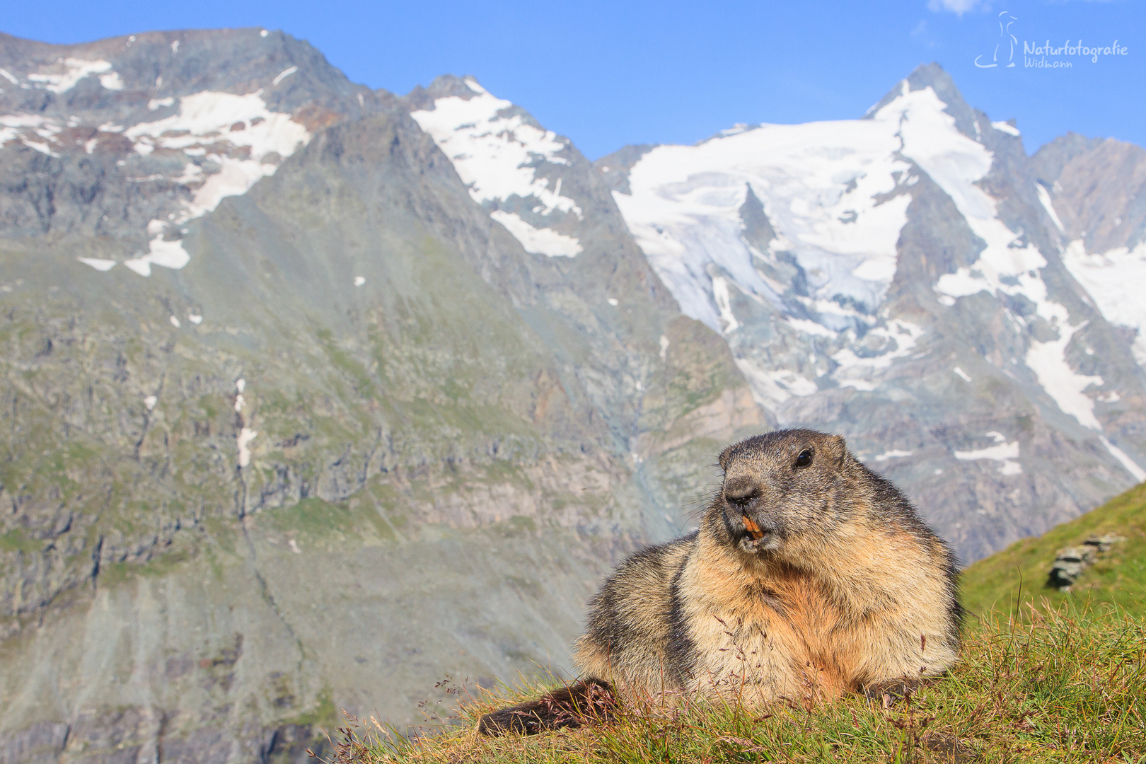 Murmeltier vor dem Großglockner